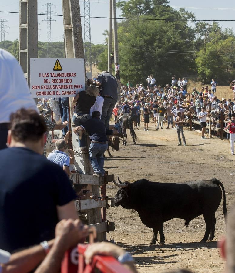 Dos personas han resultado heridas, al parecer uno con una posible cornada en la pierna