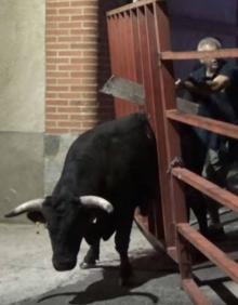 Imagen secundaria 2 - Uno de los novillos desató el pánico el domingo en Alaejos al quedarse encajado entre los barrotes de una de las talanqueras. 