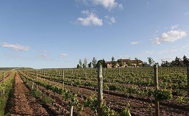 Viñedos de Heredad de Urueña con la bodega al fondo. 