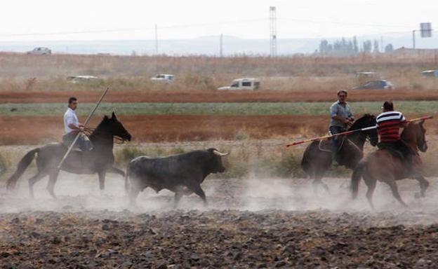 Tres caballistas dirigen al toro por el campo. 