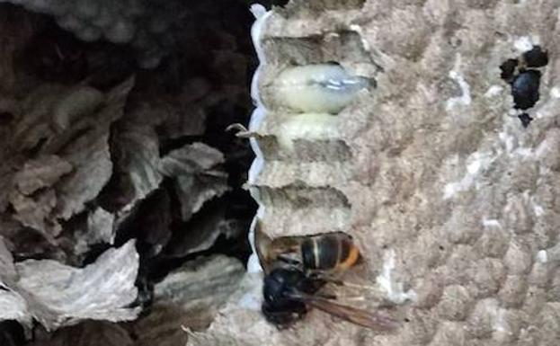 Imagen principal - Arriba, una abeja muerta y una larva, en el avispero. Abajo, a la izquierda, ejemplares muertos junto a una larva. Abajo, a la derecha, el nido en el árbol.