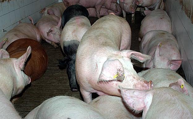 Cerdos en una explotación porcina de la provincia de Segovia