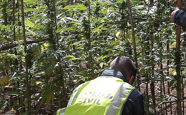 Plantas de marihuna descubiertas por la Guardia Civil.