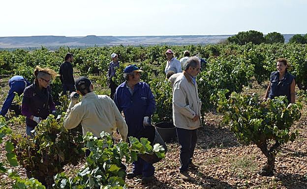 Vendimia en un majuelo de Cubillas de Santa Marta, en la DO Cigales. 