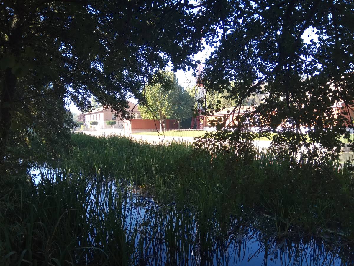 Fotos: Una mañana en la ribera del Canal de Castilla a su paso por Valladolid