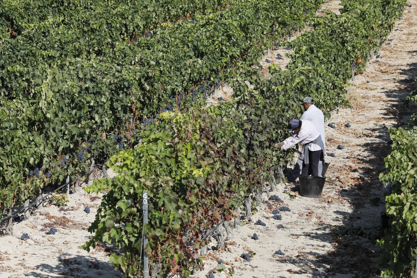 Las buenas previsiones de recogida de uva para esta campaña generarán un efecto llamada entre los temporeros