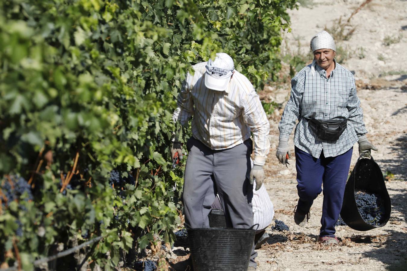Las buenas previsiones de recogida de uva para esta campaña generarán un efecto llamada entre los temporeros