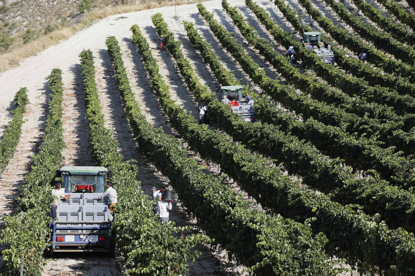 Las buenas previsiones de recogida de uva para esta campaña generarán un efecto llamada entre los temporeros