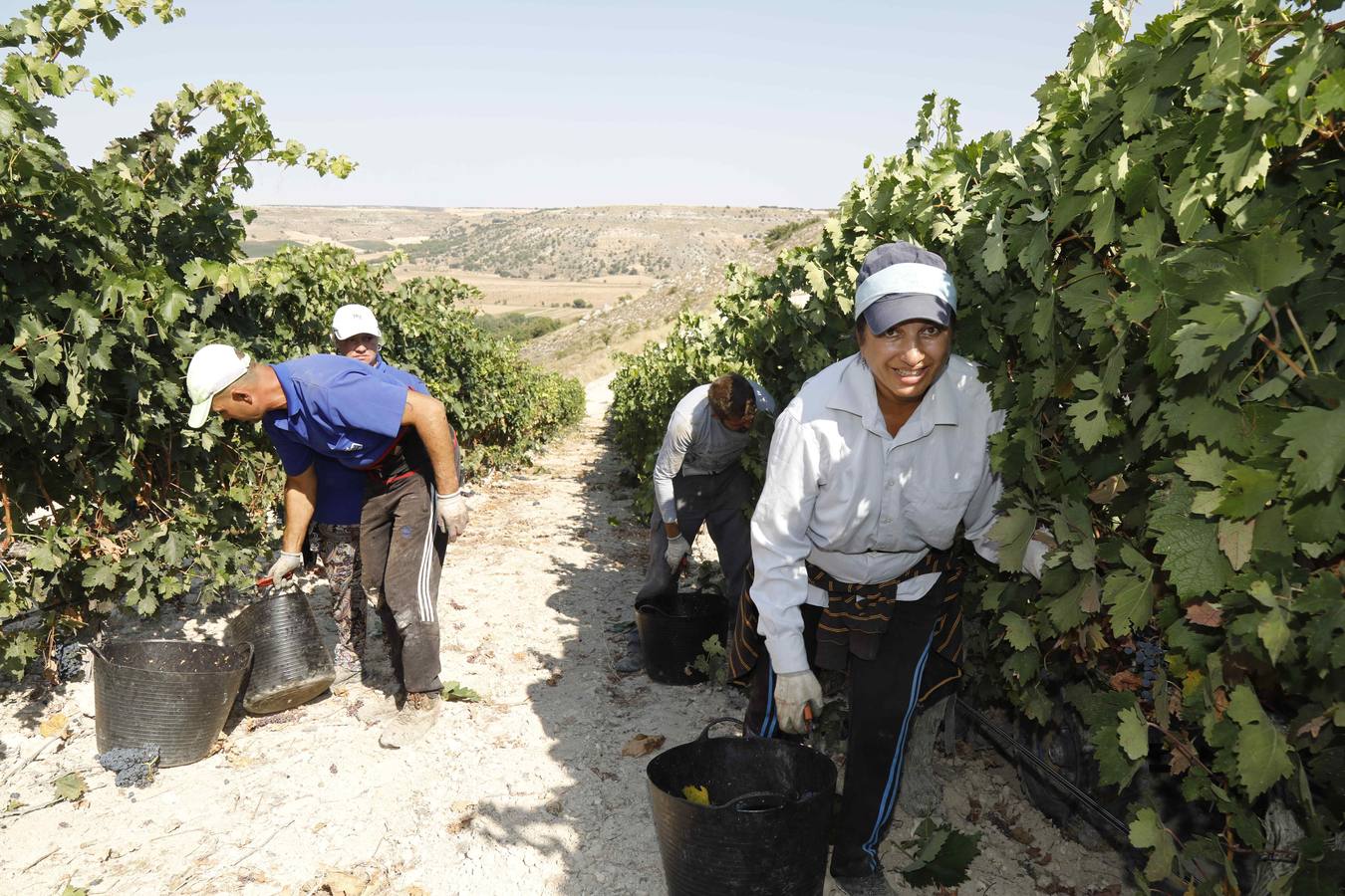 Las buenas previsiones de recogida de uva para esta campaña generarán un efecto llamada entre los temporeros