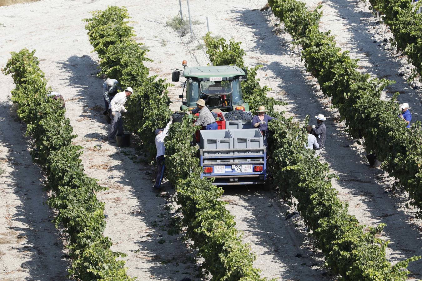 Las buenas previsiones de recogida de uva para esta campaña generarán un efecto llamada entre los temporeros