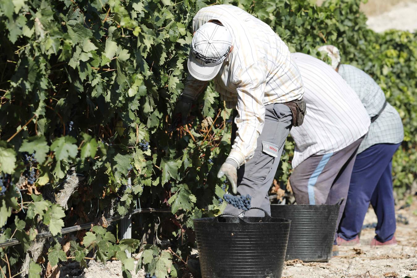 Las buenas previsiones de recogida de uva para esta campaña generarán un efecto llamada entre los temporeros