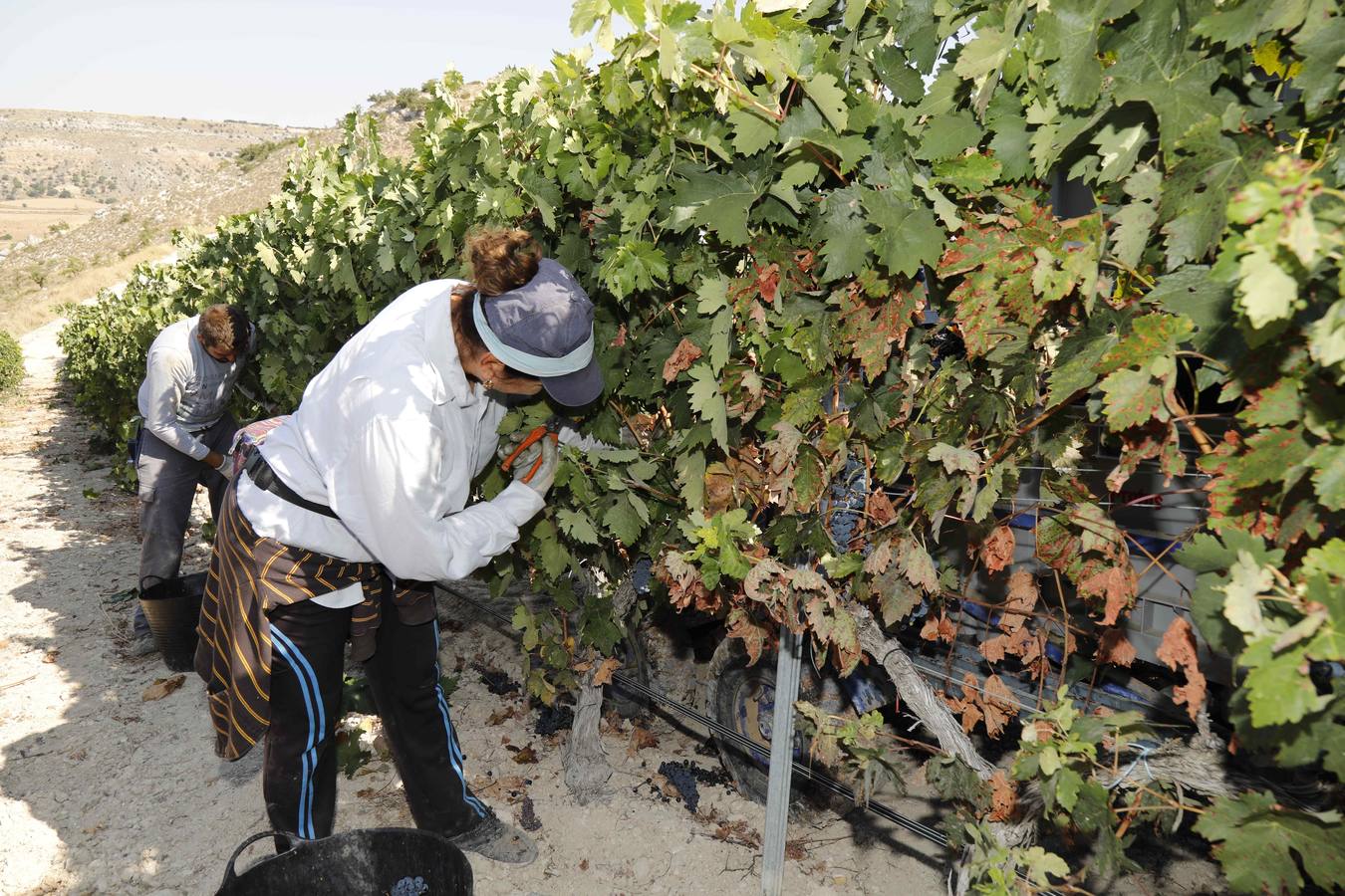 Las buenas previsiones de recogida de uva para esta campaña generarán un efecto llamada entre los temporeros