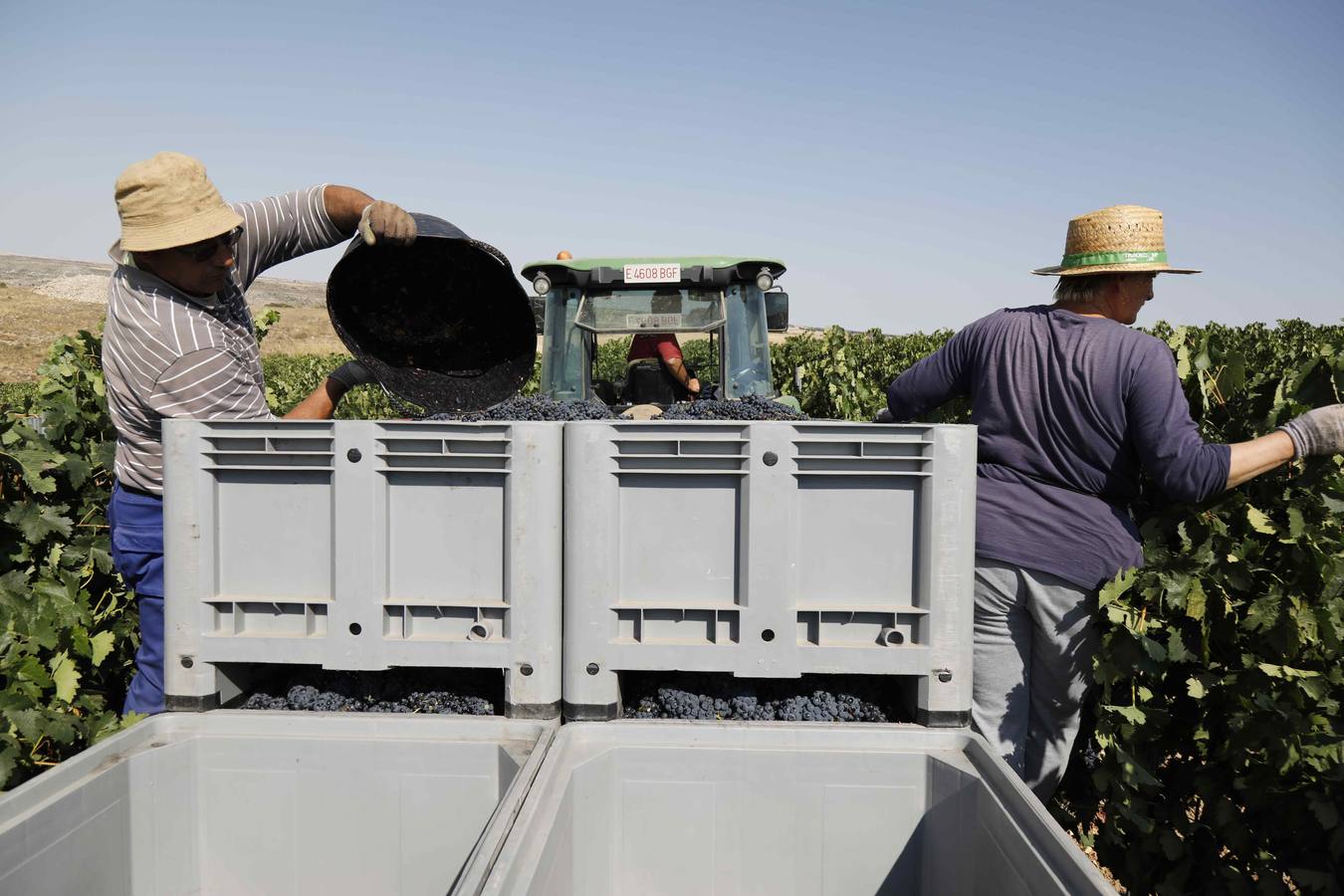 Las buenas previsiones de recogida de uva para esta campaña generarán un efecto llamada entre los temporeros