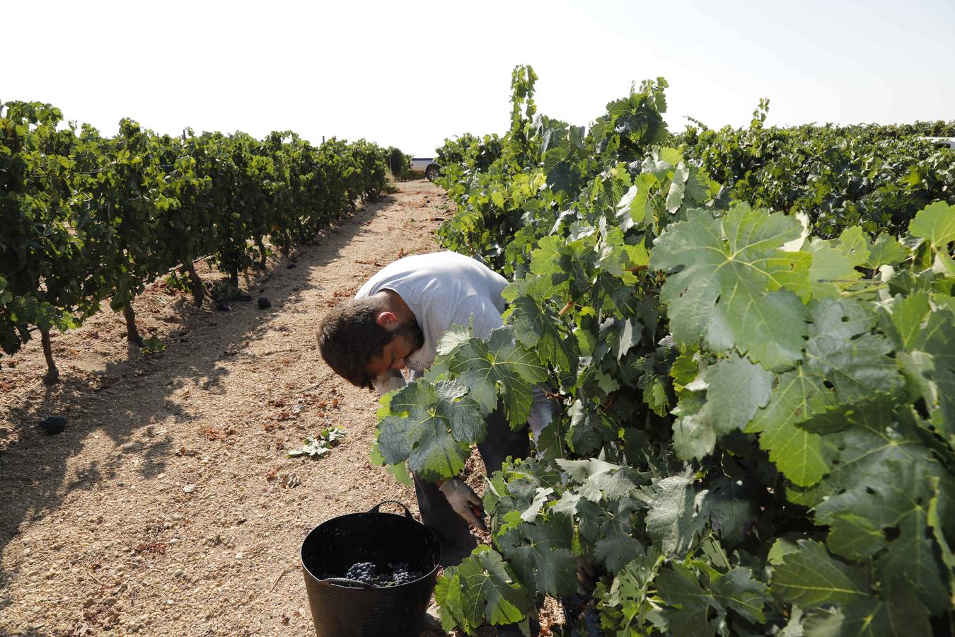 Las buenas previsiones de recogida de uva para esta campaña generarán un efecto llamada entre los temporeros