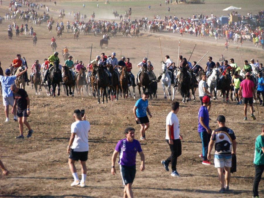Los 'Encierros tradicionales al estilo de la Villa', declarados como fiesta de interés turístico regional, se celebran el sábado y el domingo.
