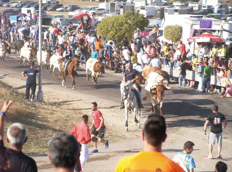 Los 'Encierros tradicionales al estilo de la Villa', declarados como fiesta de interés turístico regional, se celebran el sábado y el domingo.