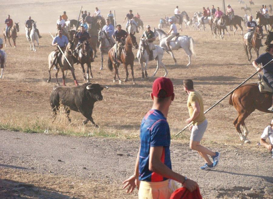 Los 'Encierros tradicionales al estilo de la Villa', declarados como fiesta de interés turístico regional, se celebran el sábado y el domingo.