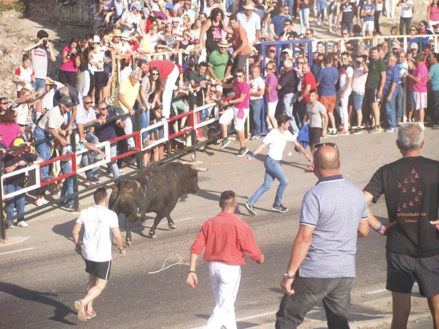 Los 'Encierros tradicionales al estilo de la Villa', declarados como fiesta de interés turístico regional, se celebran el sábado y el domingo.