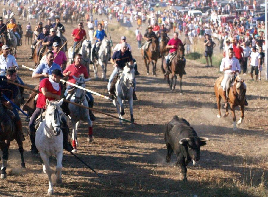 Los 'Encierros tradicionales al estilo de la Villa', declarados como fiesta de interés turístico regional, se celebran el sábado y el domingo.
