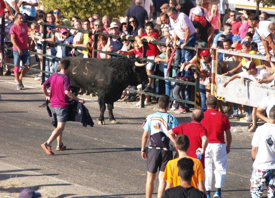 Los 'Encierros tradicionales al estilo de la Villa', declarados como fiesta de interés turístico regional, se celebran el sábado y el domingo.