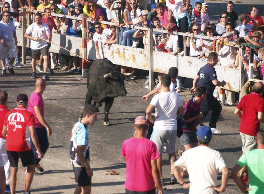 Los 'Encierros tradicionales al estilo de la Villa', declarados como fiesta de interés turístico regional, se celebran el sábado y el domingo.
