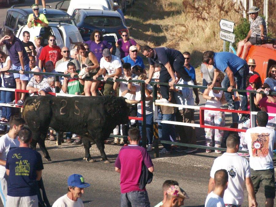 Los 'Encierros tradicionales al estilo de la Villa', declarados como fiesta de interés turístico regional, se celebran el sábado y el domingo.
