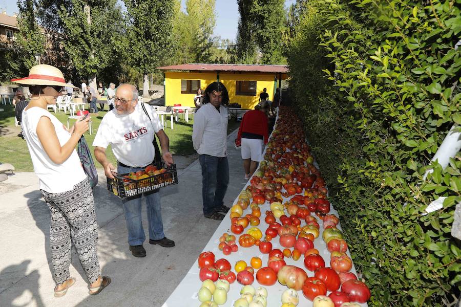 Fotos: Seiscientas personas en la Feria del Tomate de Pinel de Abajo