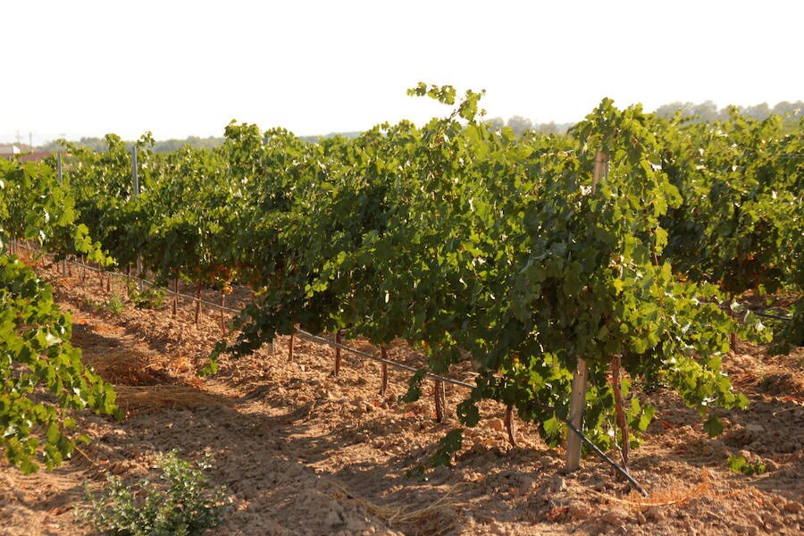 Fotos: Corriendo entre viñas en Matapozuelos