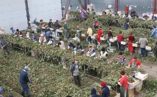 Trabajadores de la fresa en la provincia de Segovia