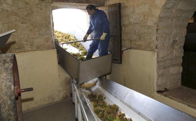 Un operario de la Bodega Remigio Salas, la única de la DO Cigales en Palencia, introduce ayer uva verdejo en las instalaciones de 1887 de la empresa. 