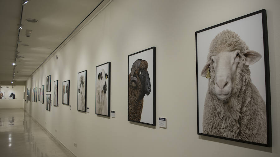 Fotos: El Museo de la Ciencia de Valladolid acoge la exposición fotográfica &#039;Bestiarium&#039;