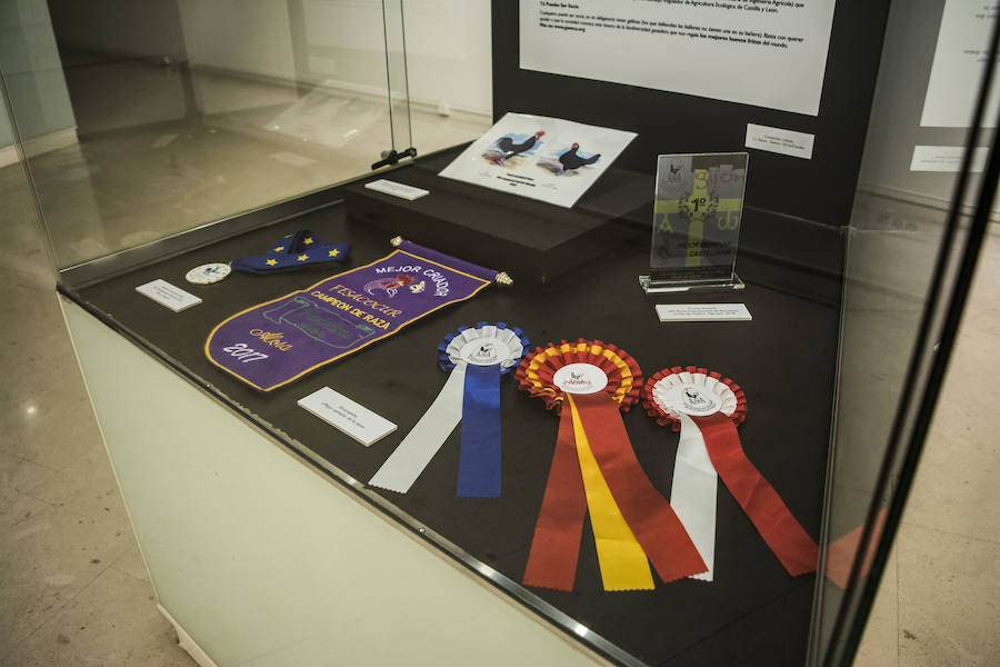Fotos: El Museo de la Ciencia de Valladolid acoge la exposición fotográfica &#039;Bestiarium&#039;