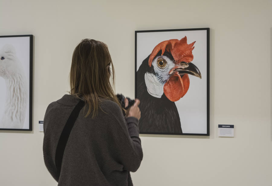 Fotos: El Museo de la Ciencia de Valladolid acoge la exposición fotográfica &#039;Bestiarium&#039;