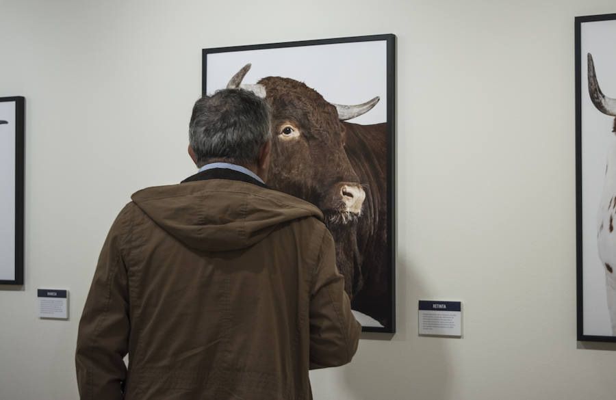 Fotos: El Museo de la Ciencia de Valladolid acoge la exposición fotográfica &#039;Bestiarium&#039;