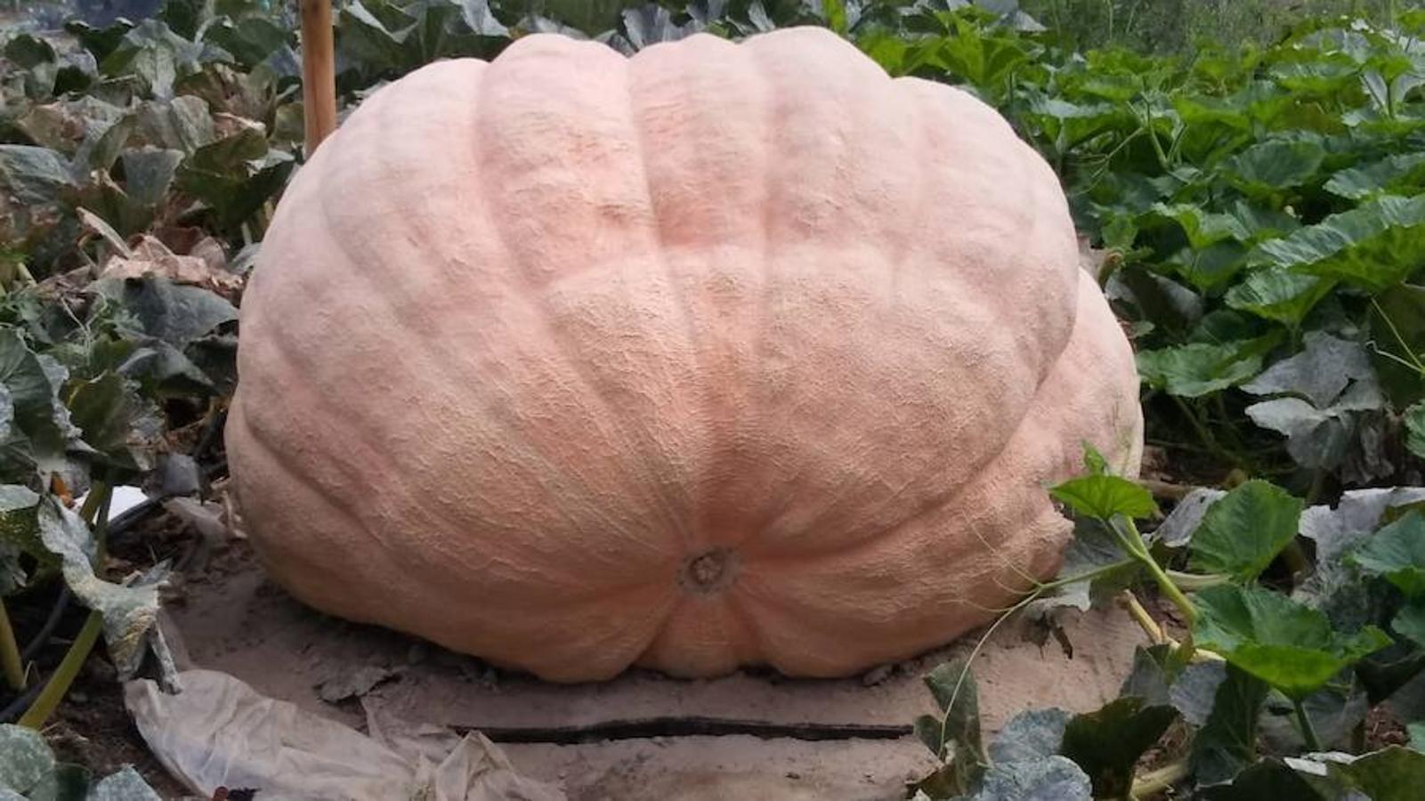 La calabaza de 600 kilos cultivada por el palentino Sergio García logra el primer puesto en el certamen de calabazas gigantes de Igüeña.