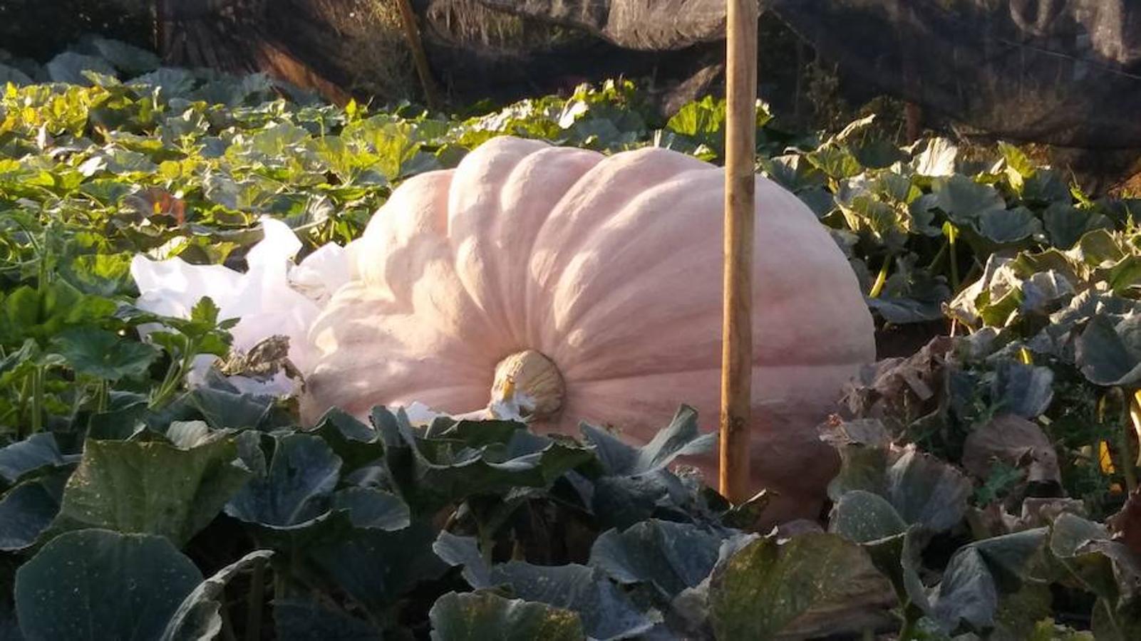 La calabaza de 600 kilos cultivada por el palentino Sergio García logra el primer puesto en el certamen de calabazas gigantes de Igüeña.