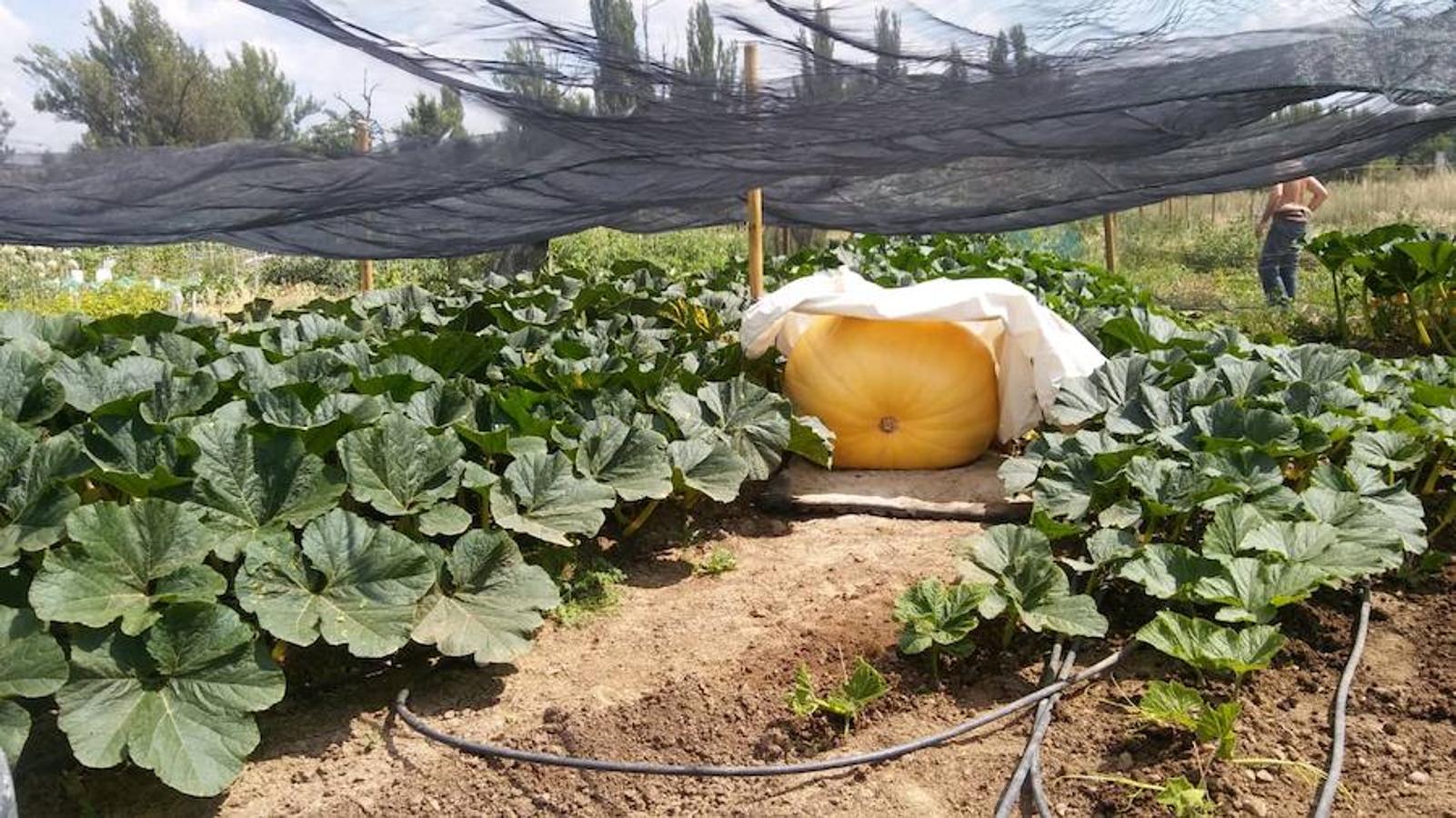 La calabaza de 600 kilos cultivada por el palentino Sergio García logra el primer puesto en el certamen de calabazas gigantes de Igüeña.