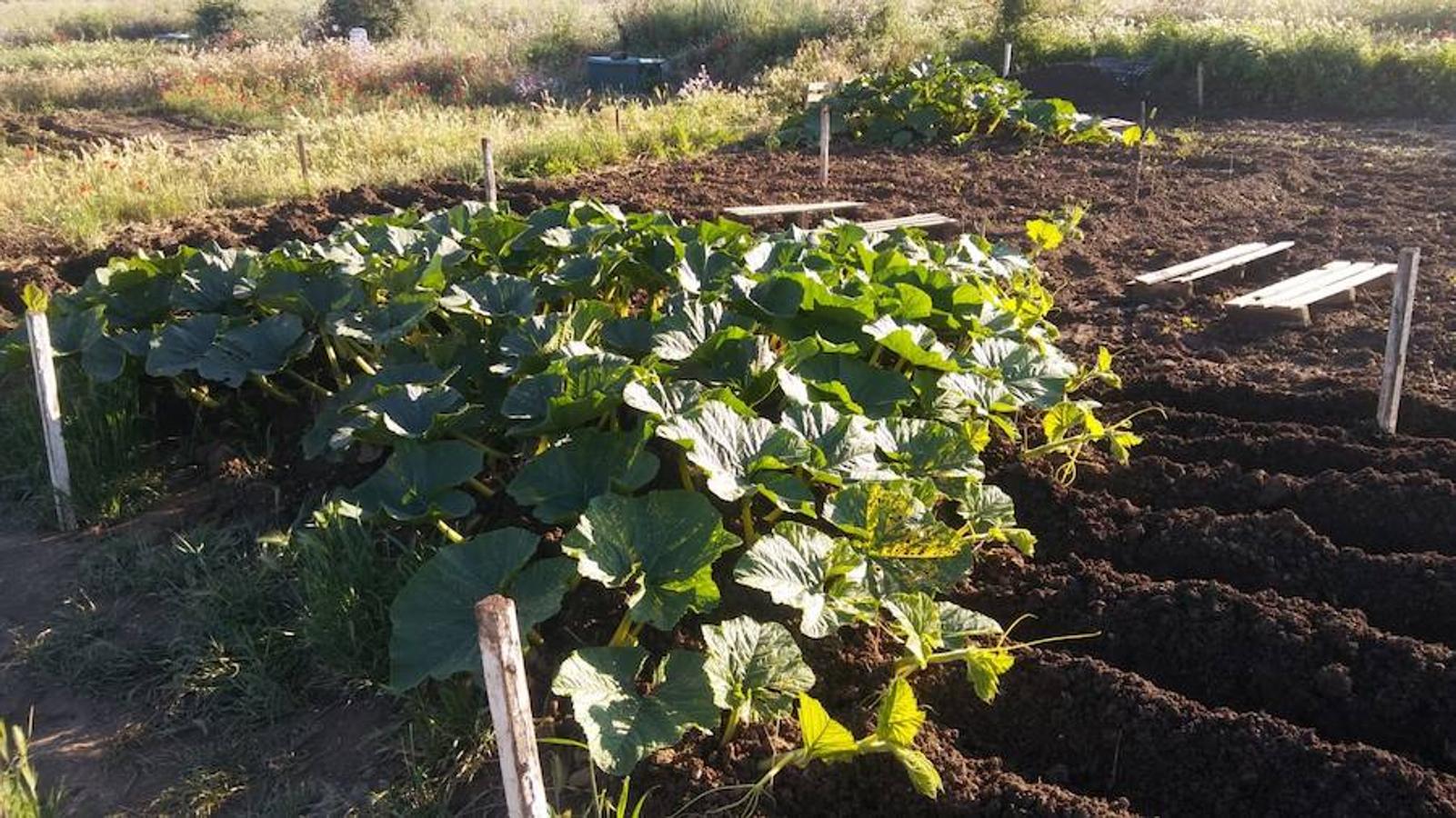 La calabaza de 600 kilos cultivada por el palentino Sergio García logra el primer puesto en el certamen de calabazas gigantes de Igüeña.