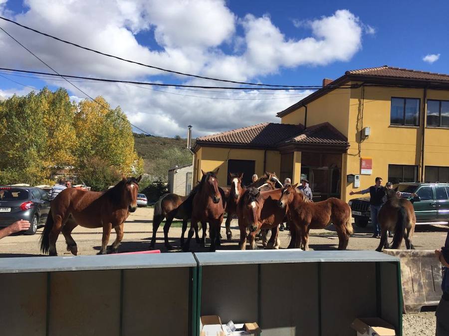 Fotos: Feria de caballos en La Pernía