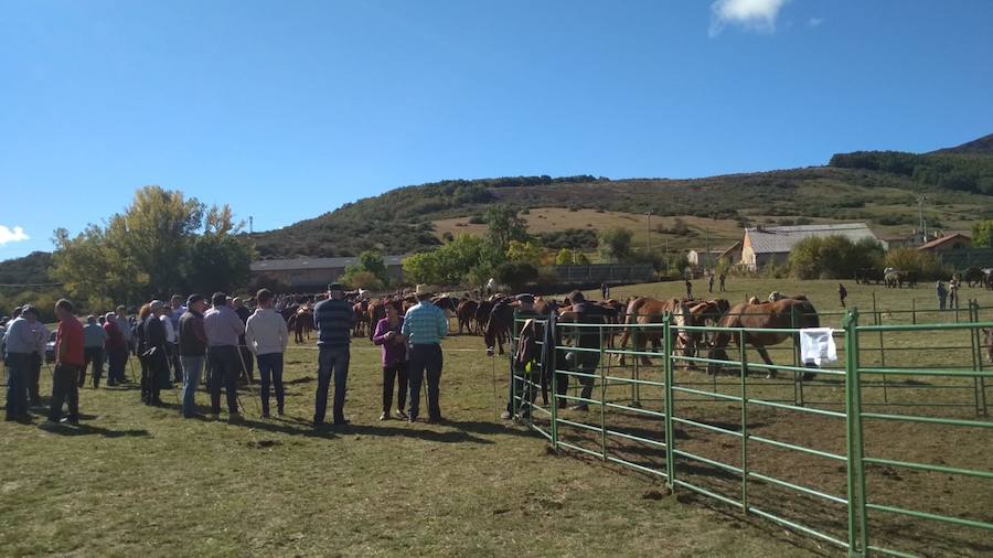 Fotos: Feria de caballos en La Pernía