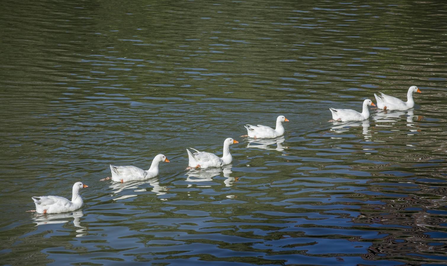 Fotos: Un paseo por el río