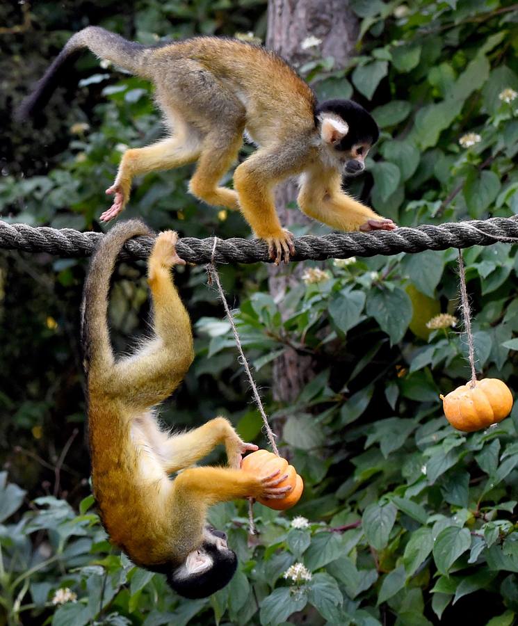 Algunos de los animales del zoo de Londres como los monos ardillas bolivianos, las jirafas y los gorilas disfrutan en sus recintos de los adornos espeluznantes para la fiesta anual de Halloween