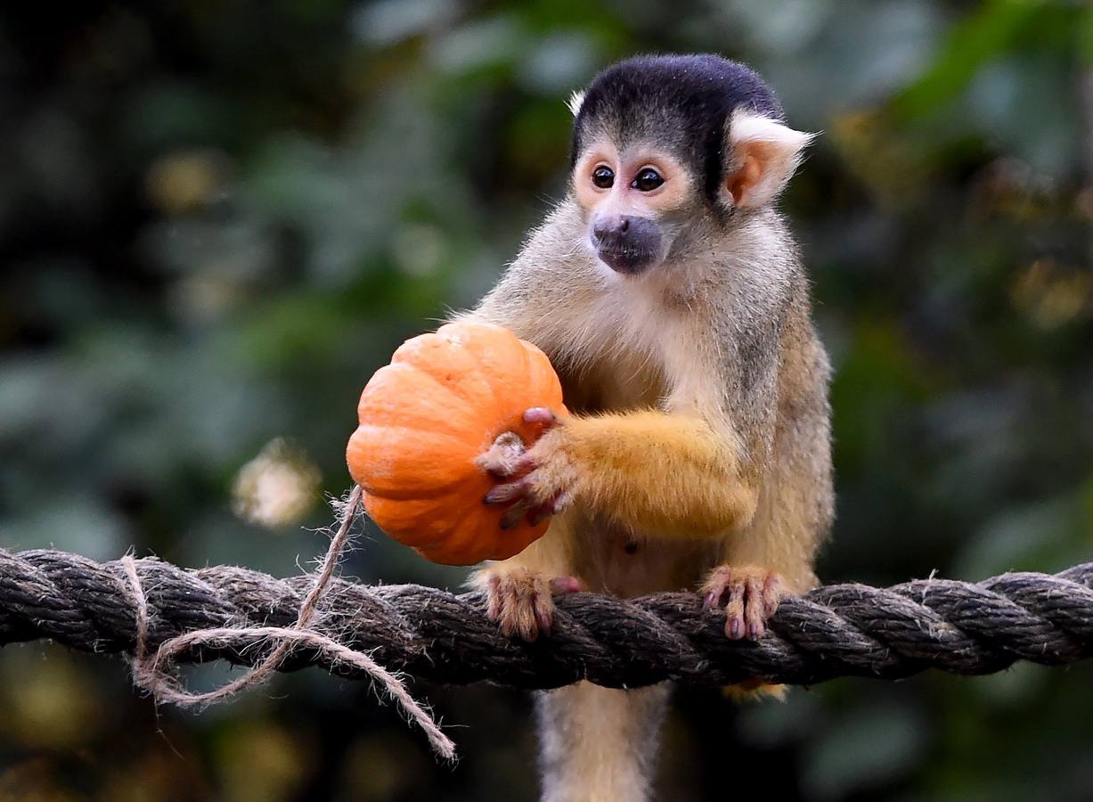 Algunos de los animales del zoo de Londres como los monos ardillas bolivianos, las jirafas y los gorilas disfrutan en sus recintos de los adornos espeluznantes para la fiesta anual de Halloween