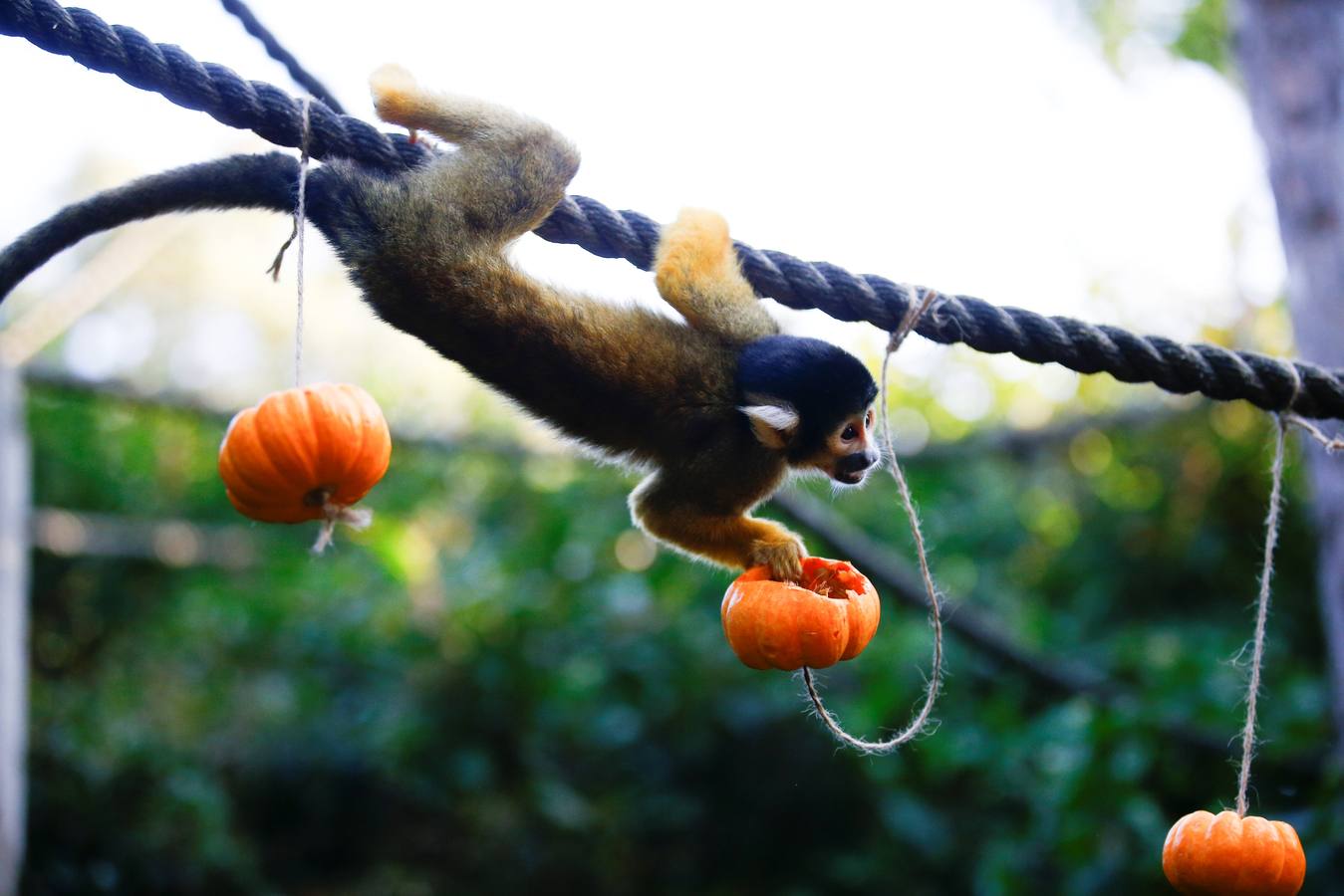 Algunos de los animales del zoo de Londres como los monos ardillas bolivianos, las jirafas y los gorilas disfrutan en sus recintos de los adornos espeluznantes para la fiesta anual de Halloween