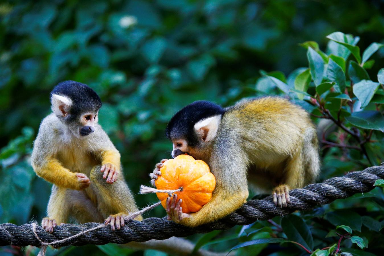 Algunos de los animales del zoo de Londres como los monos ardillas bolivianos, las jirafas y los gorilas disfrutan en sus recintos de los adornos espeluznantes para la fiesta anual de Halloween