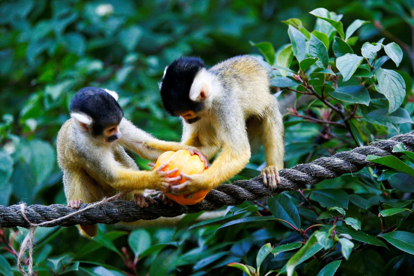Algunos de los animales del zoo de Londres como los monos ardillas bolivianos, las jirafas y los gorilas disfrutan en sus recintos de los adornos espeluznantes para la fiesta anual de Halloween