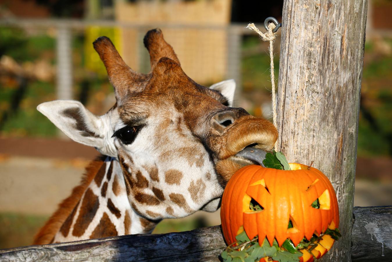 Algunos de los animales del zoo de Londres como los monos ardillas bolivianos, las jirafas y los gorilas disfrutan en sus recintos de los adornos espeluznantes para la fiesta anual de Halloween