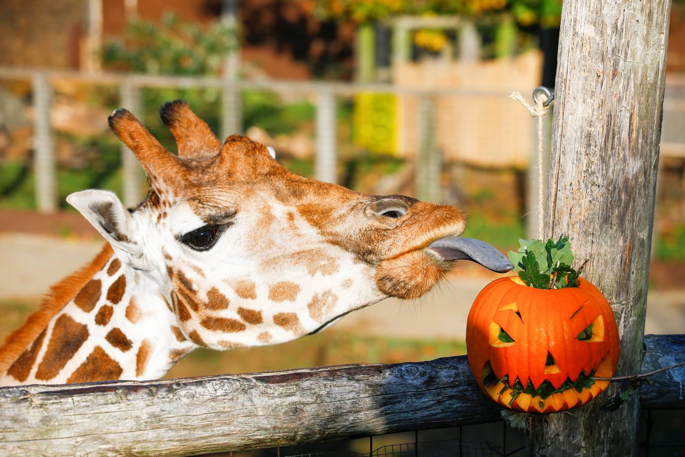 Algunos de los animales del zoo de Londres como los monos ardillas bolivianos, las jirafas y los gorilas disfrutan en sus recintos de los adornos espeluznantes para la fiesta anual de Halloween
