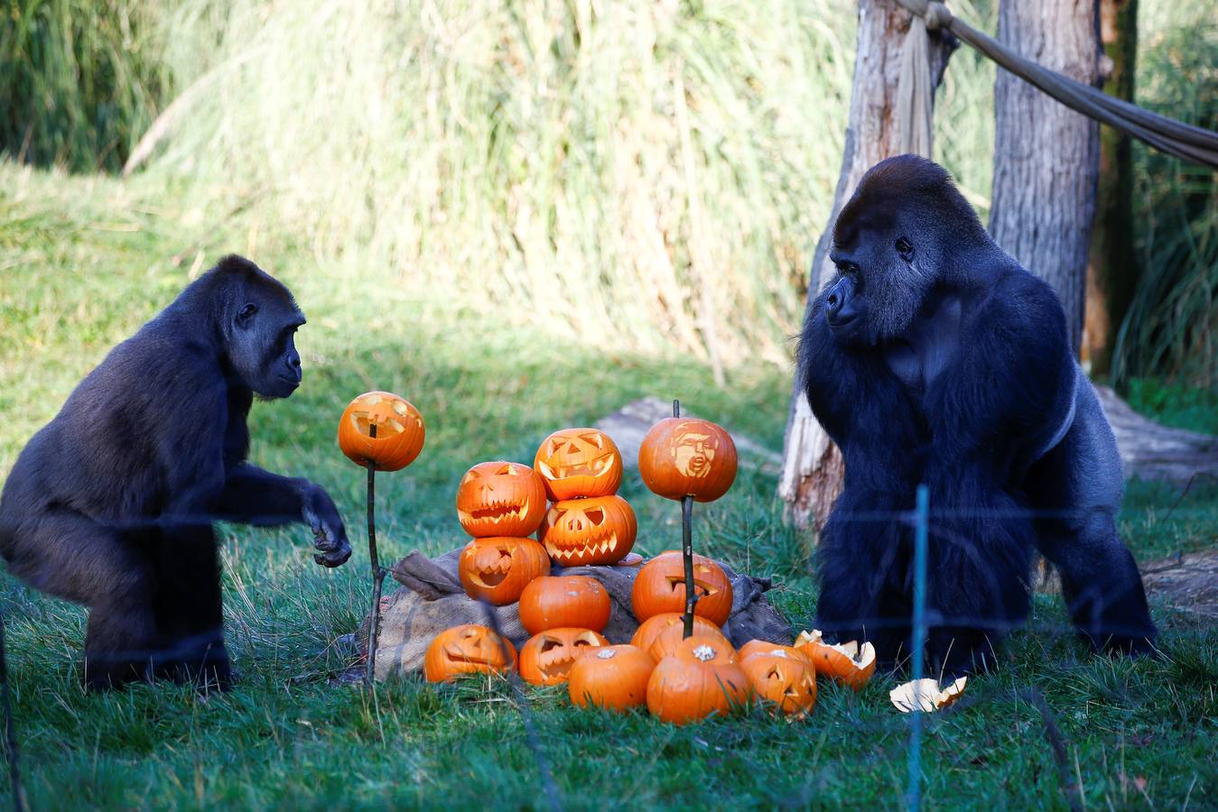 Algunos de los animales del zoo de Londres como los monos ardillas bolivianos, las jirafas y los gorilas disfrutan en sus recintos de los adornos espeluznantes para la fiesta anual de Halloween