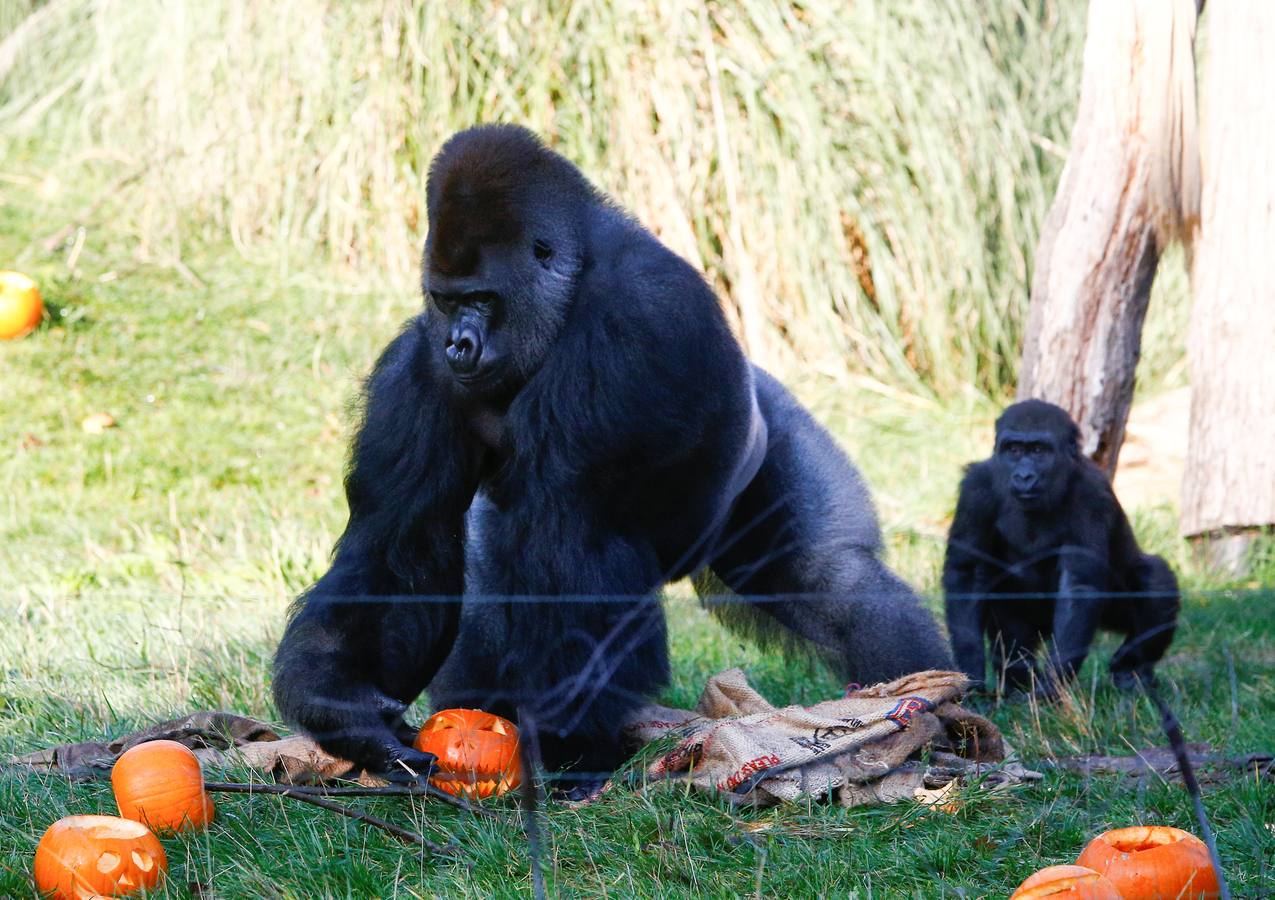 Algunos de los animales del zoo de Londres como los monos ardillas bolivianos, las jirafas y los gorilas disfrutan en sus recintos de los adornos espeluznantes para la fiesta anual de Halloween